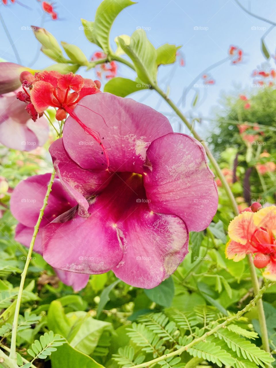 Beautiful flowers in the garden 