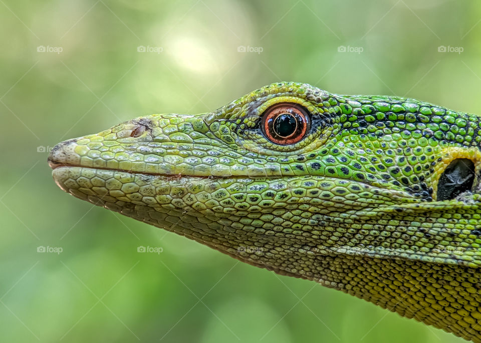 Green Lizard