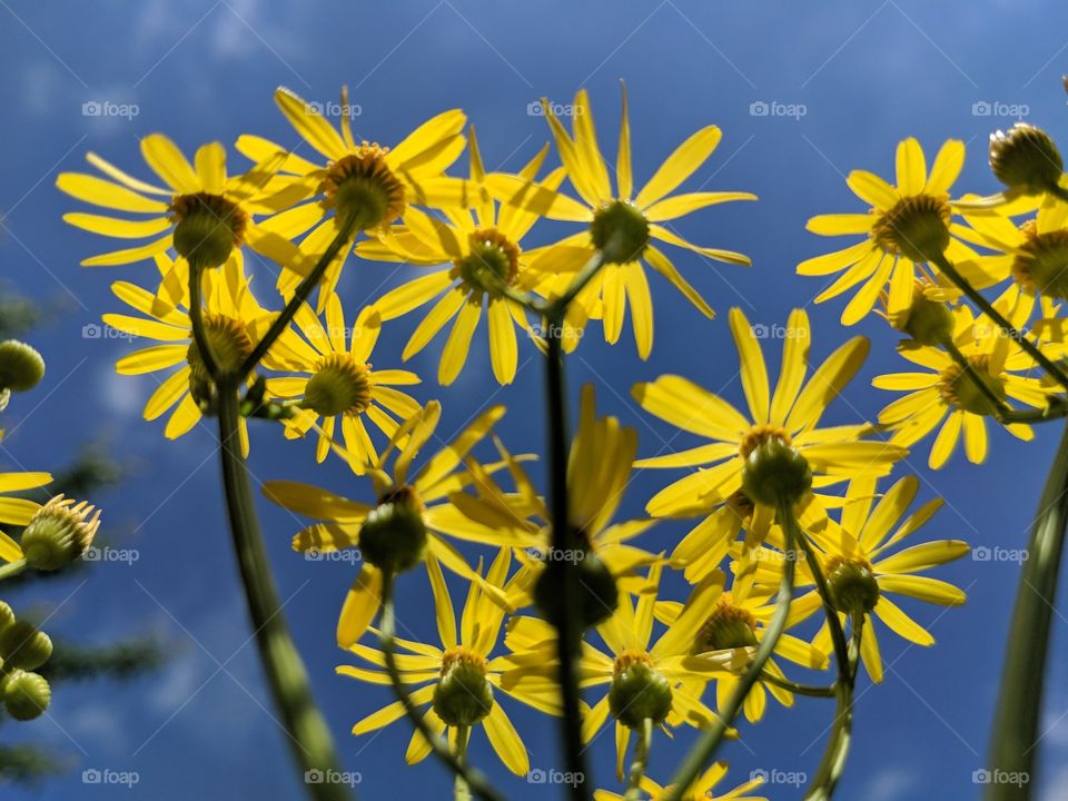 view under groundsel weed flowers