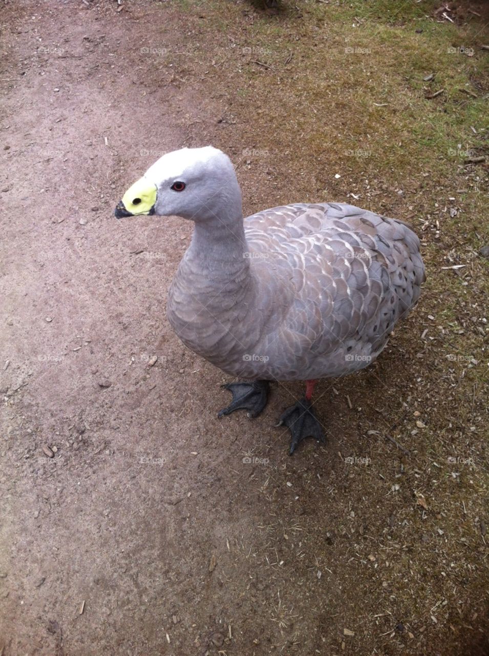 Goose 