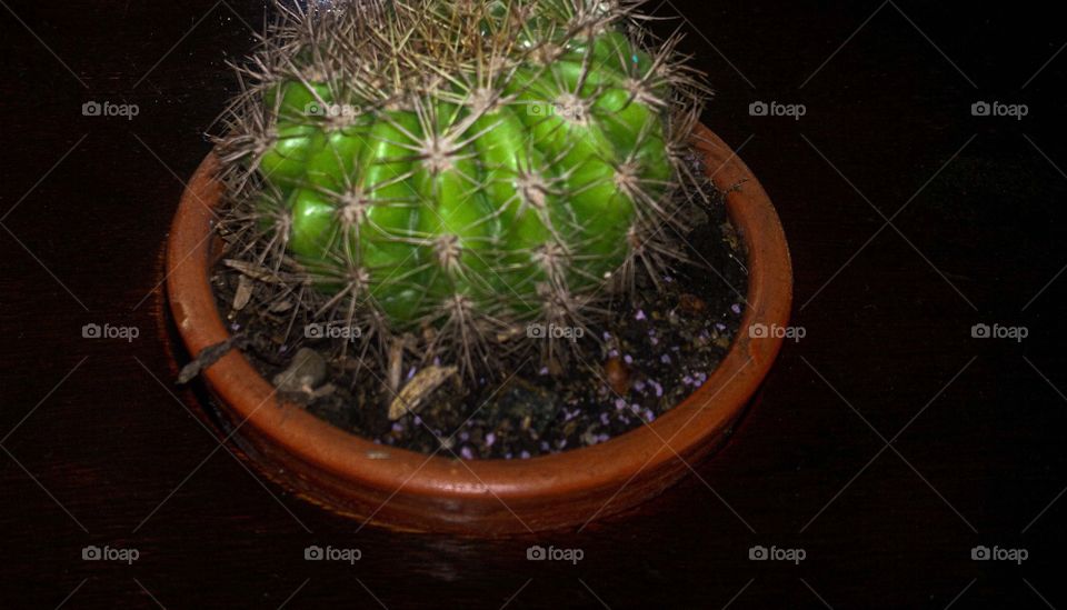 Prickly cactus 