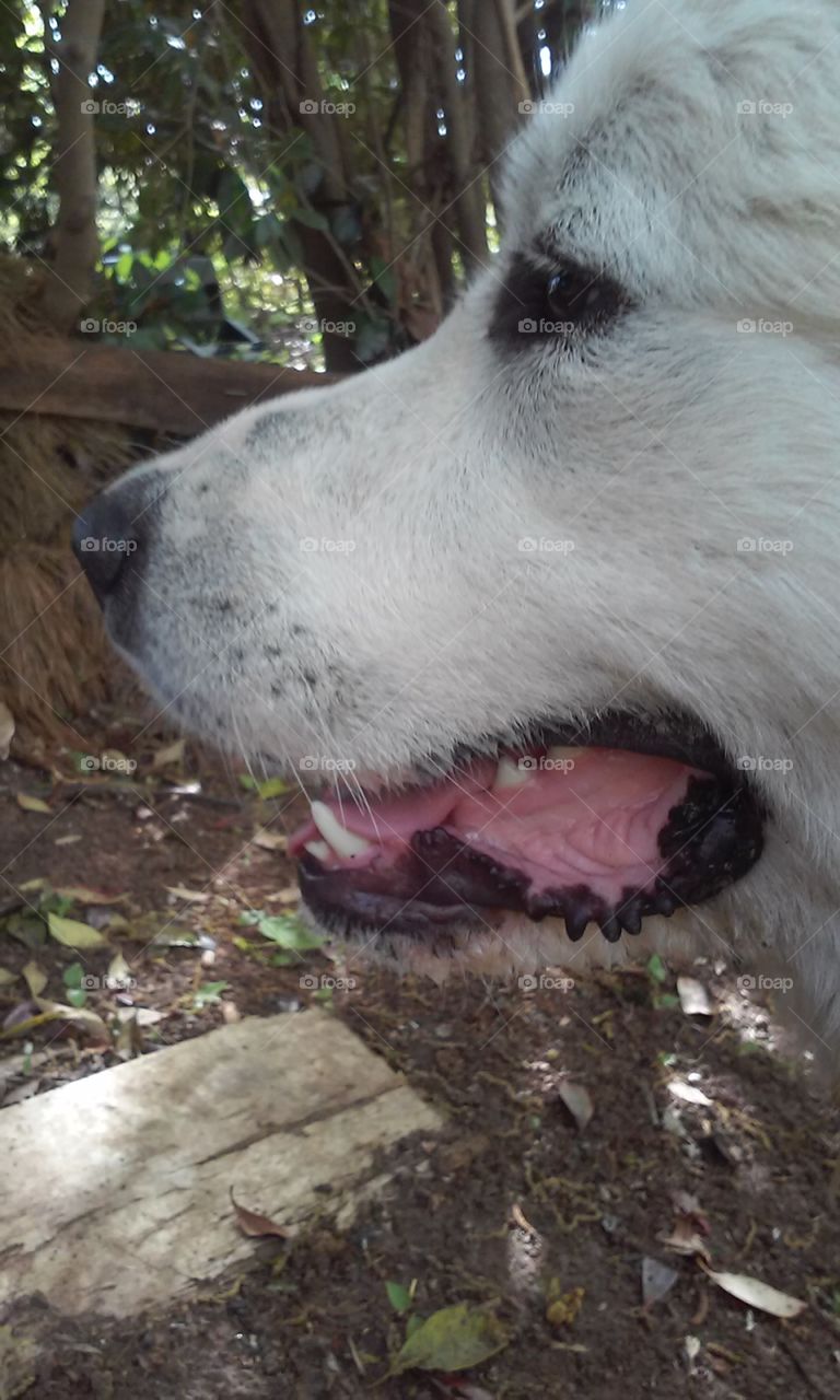Great Pyrenees