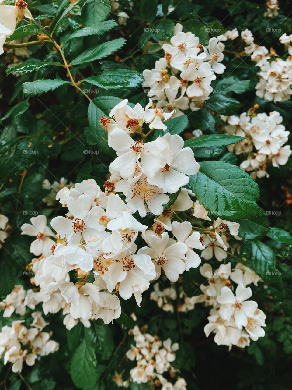 White beauty