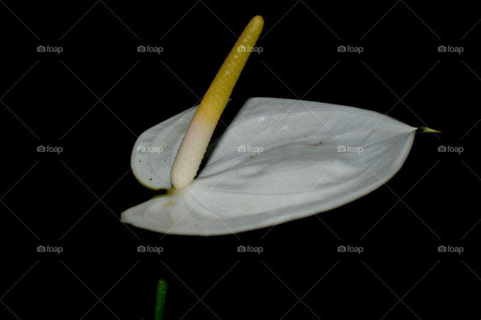 Anthurium is charming in white.