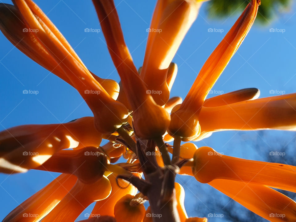 flower from the ground upwards