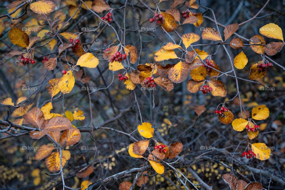 Fall colors. Yellow leafs and red barriers in the autumn forest