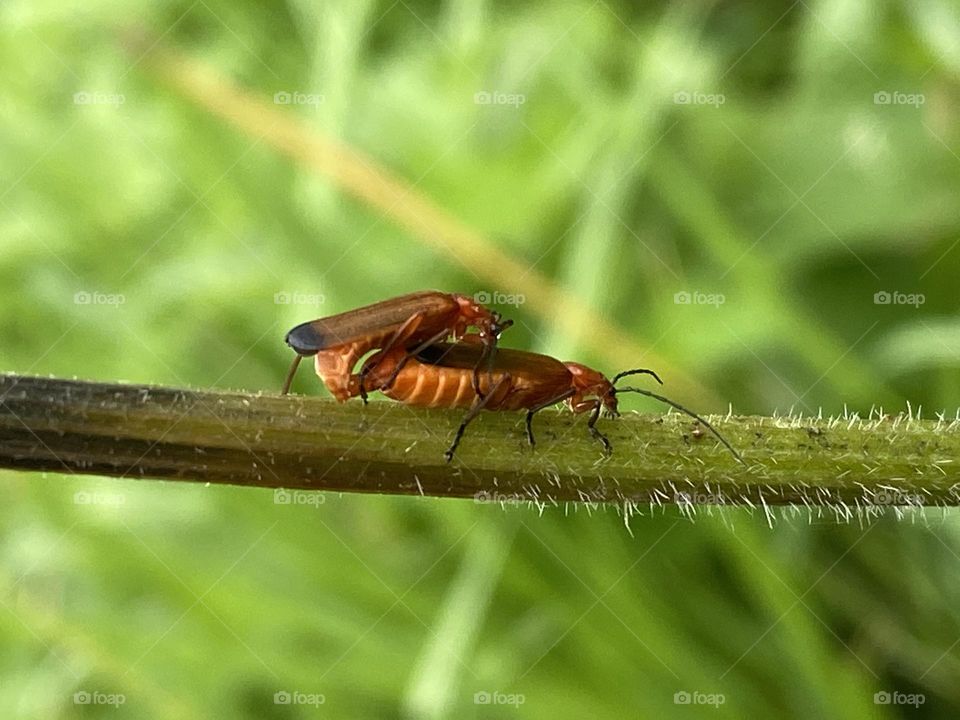 Bugs mating on a branch