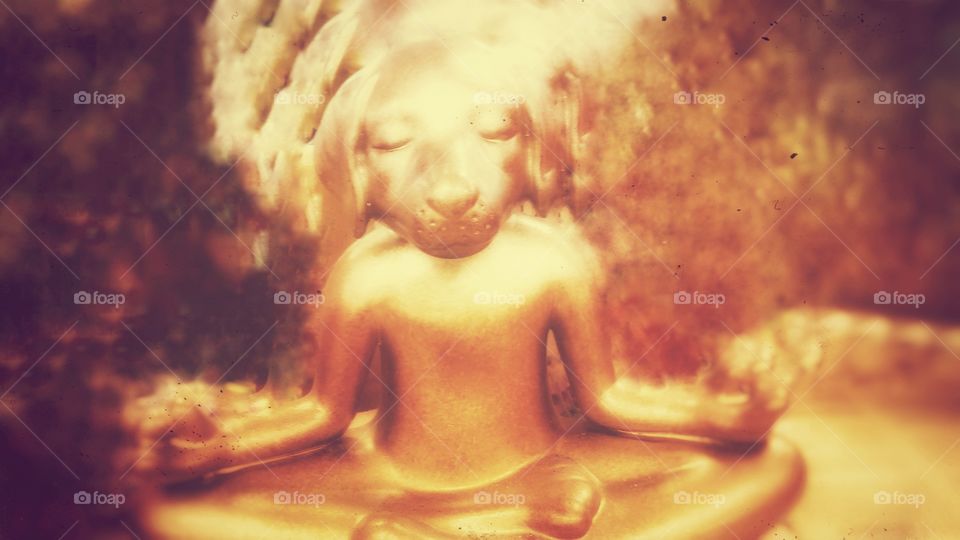 Meditating golden dog statue
