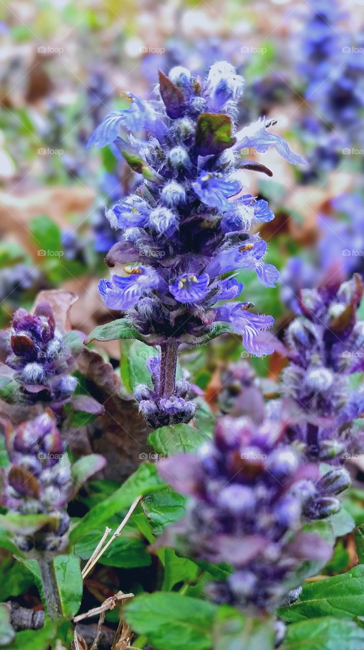 Ajuga Bronze Beauty (Carpet Bugleweed) Spring Flowers