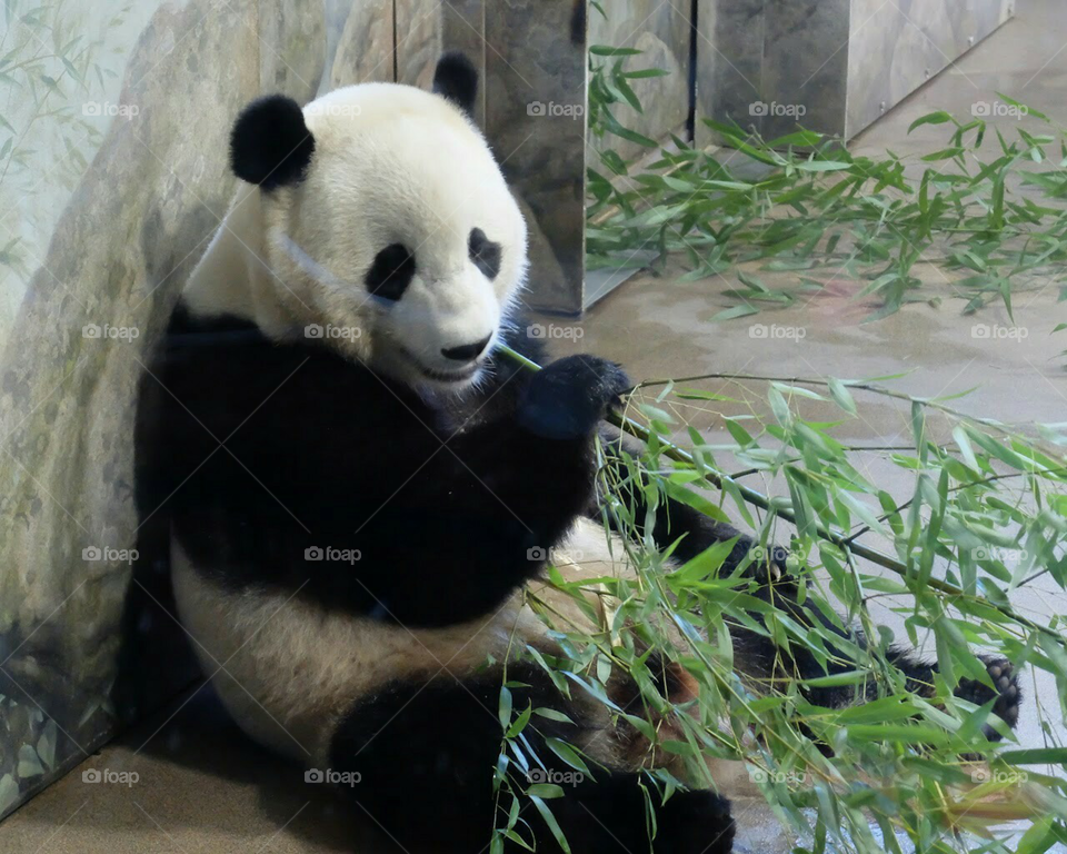 panda