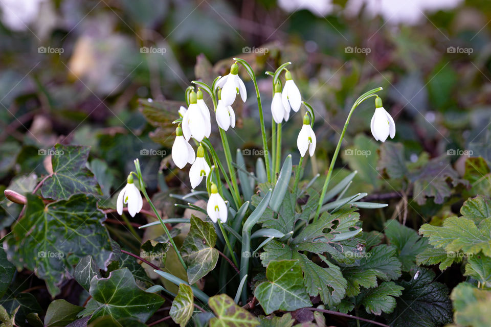 snowdrops - first sign of spring