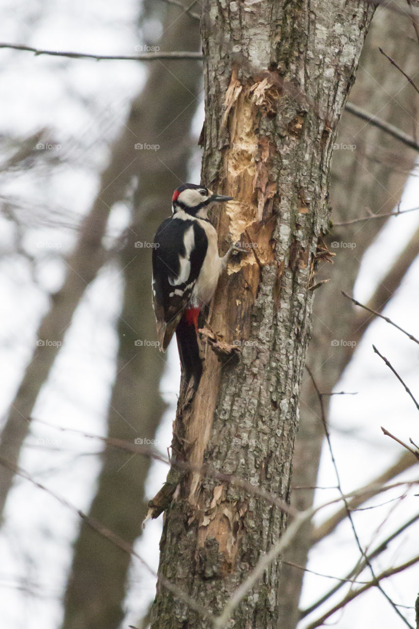 Woodpecker - hackspett 