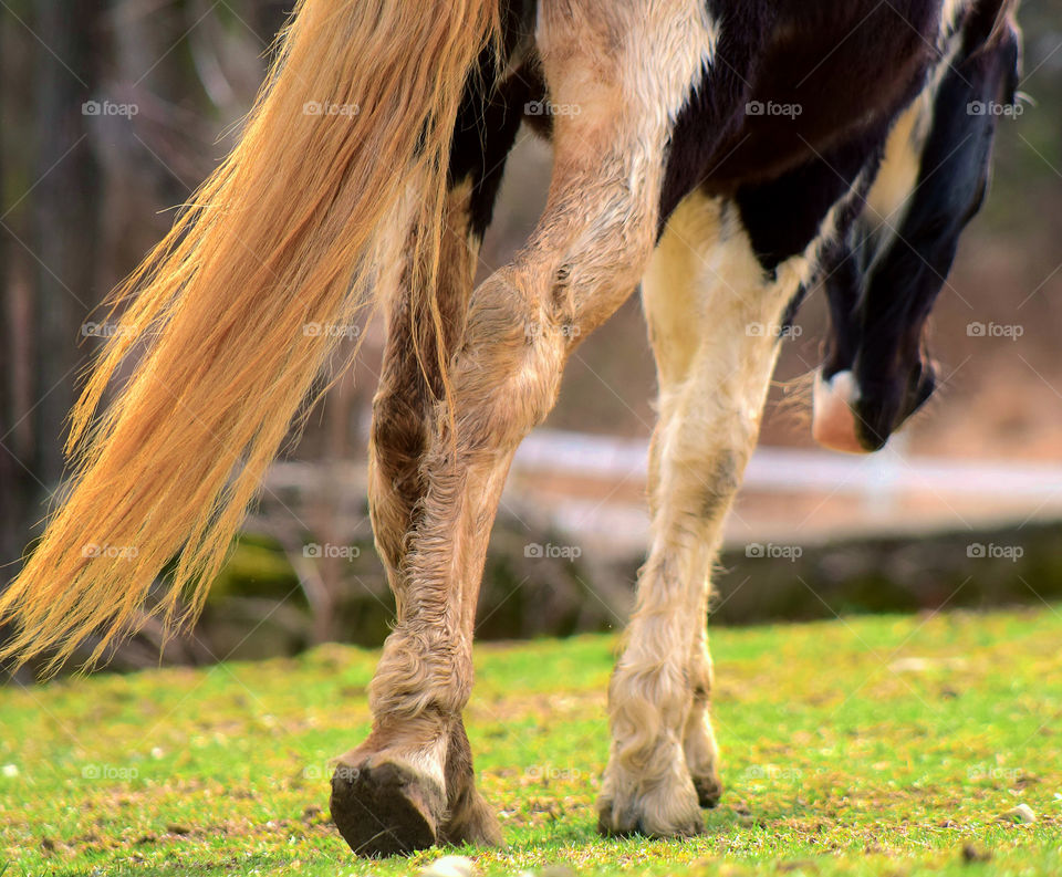 Horse on grassy field