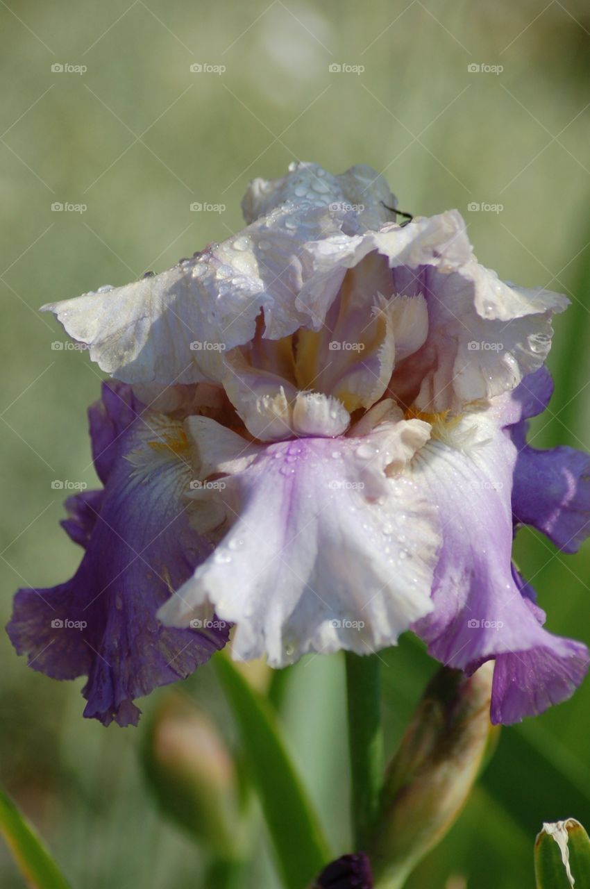 Iris