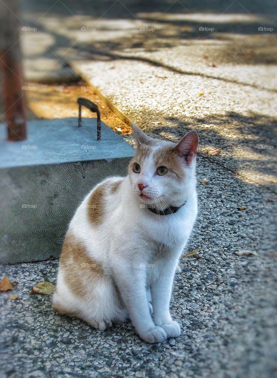 Provence cat