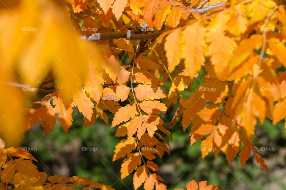 Autumn Leaves