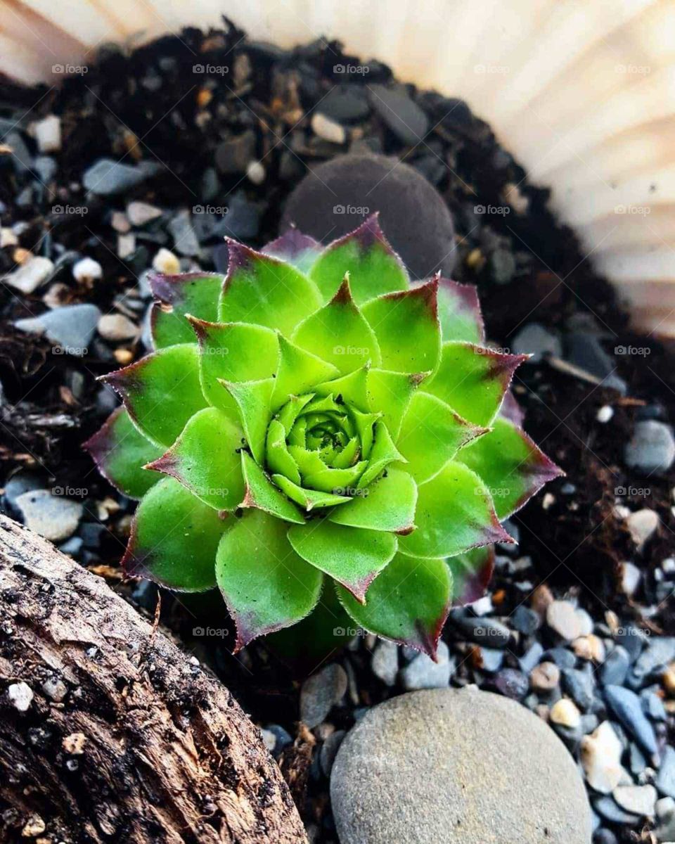 Sempervivum succulent