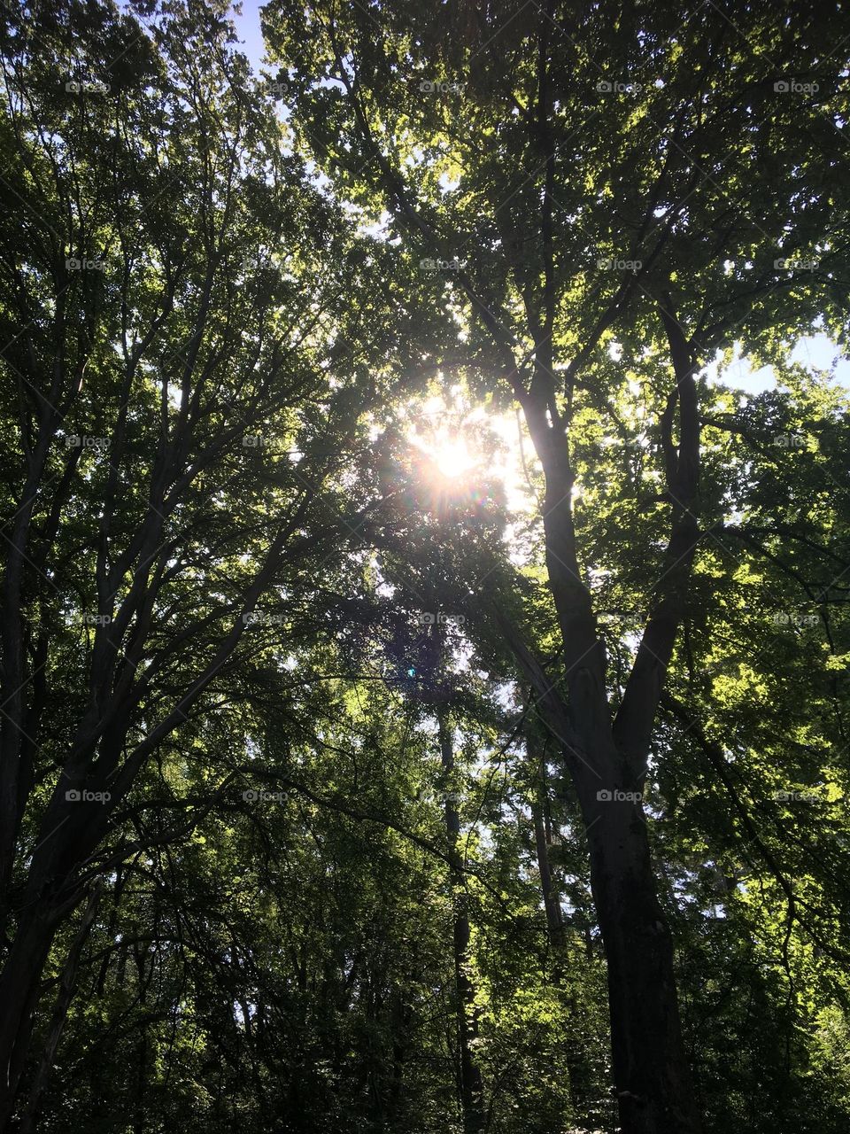 The sun trough the trees 