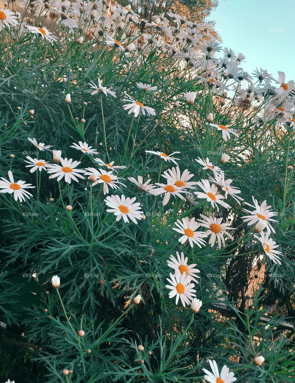 a small white flowers in the street