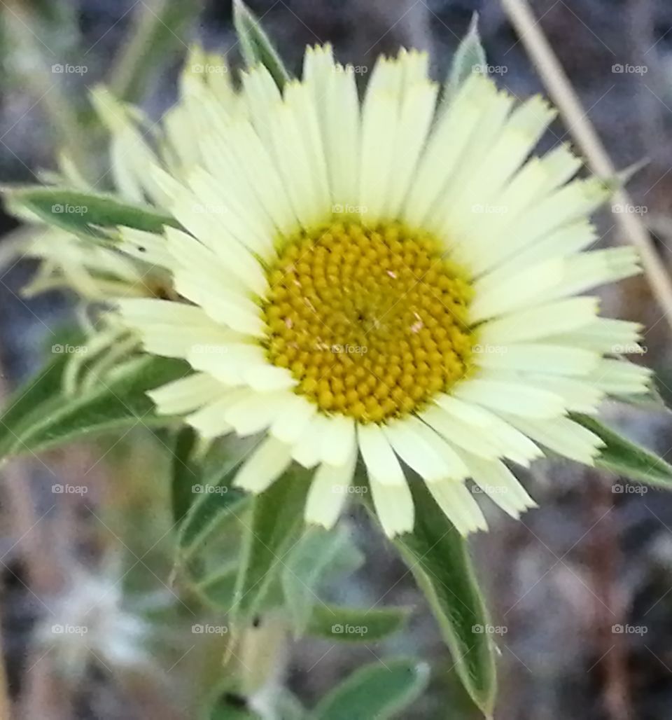 Macro flower 2