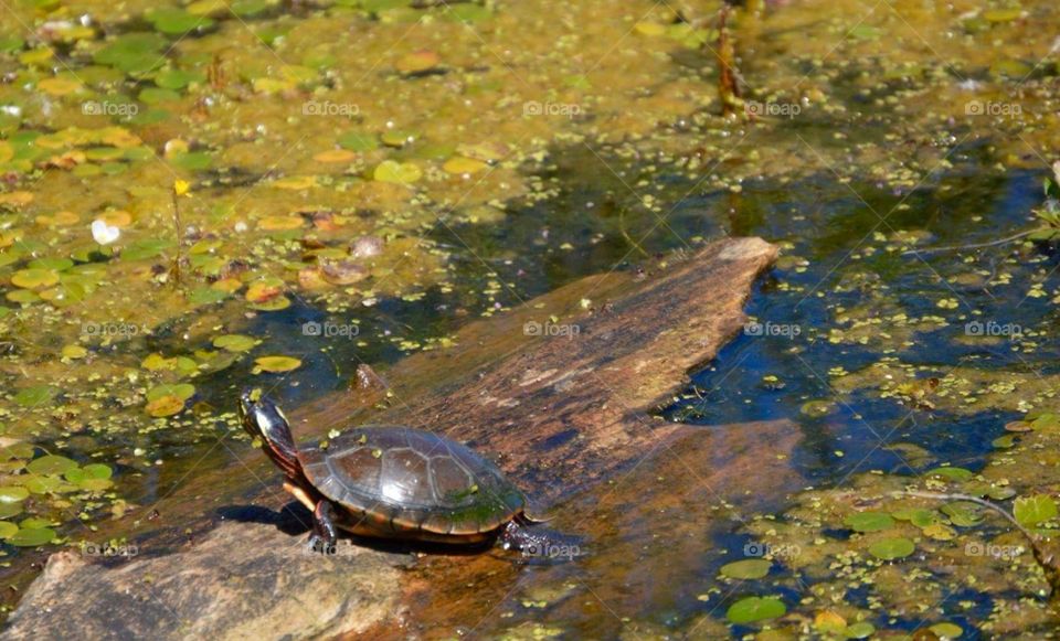 Sun bathing turtle 