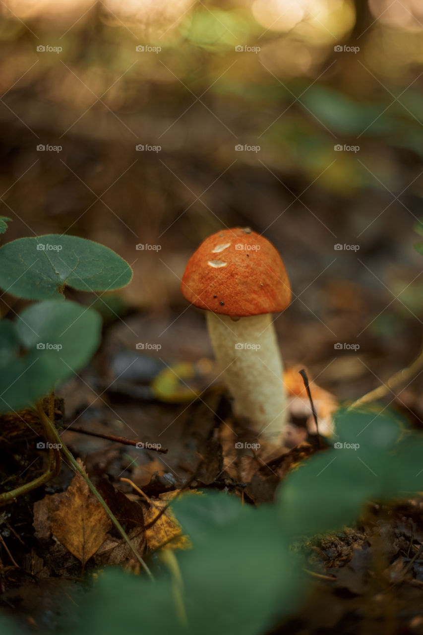 Mushrooms in autumn forest in sunny day