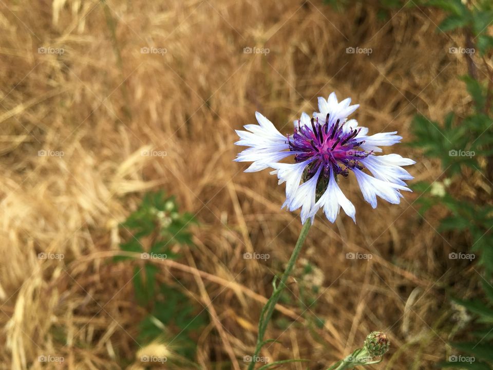 Close-up of white flower