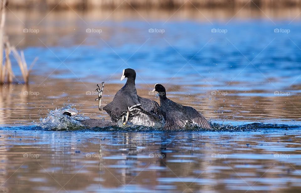 Group of coots fighting in water in Southern Finland over territory or mating companion on sunny evening in April 2021.