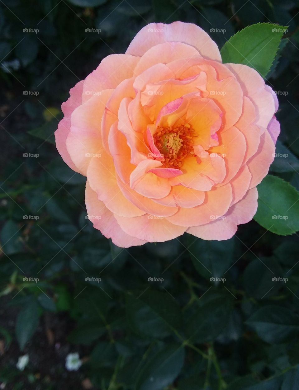 Bright pink orange flower