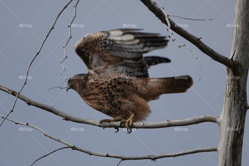 Hawk is starting to fly 