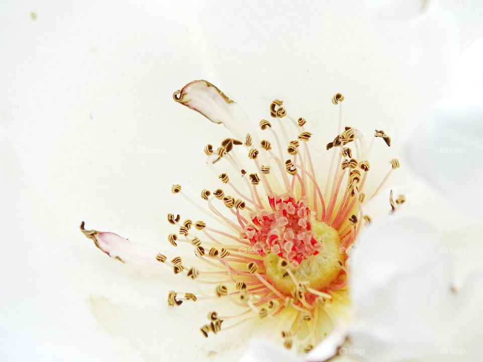 The beauty of the flowers