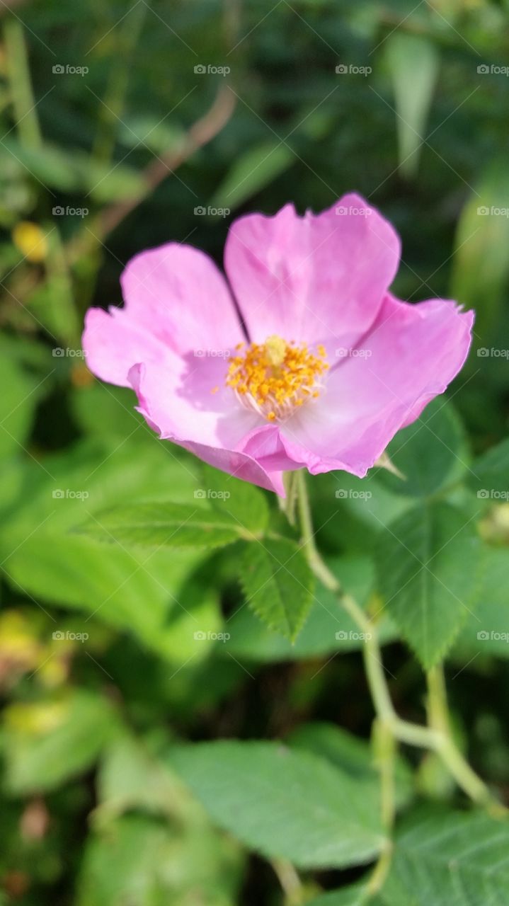 pink flower. summer picnic hike