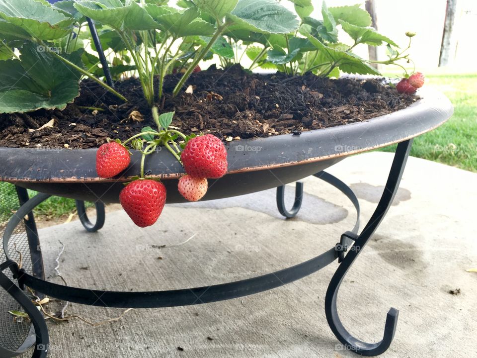 Summer strawberries. Planter. Dirt. Growth. Plant. Strawberry. Red. Tasty. Fresh.
