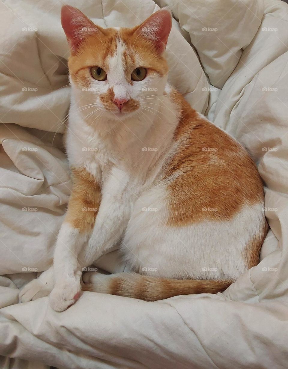 cat posing on top of a white blanket