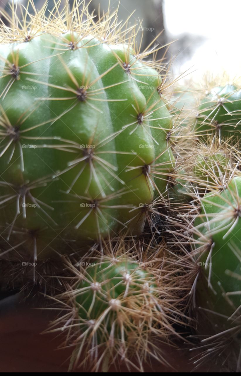 Big and small cactus.