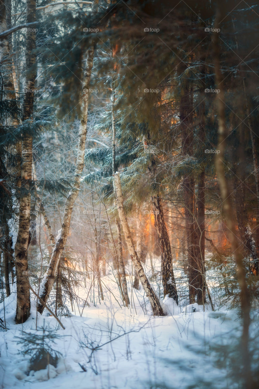 Winter landscape with forest at sunny day