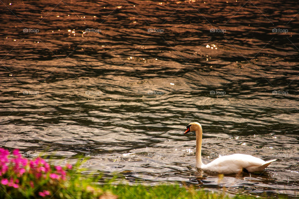 Ein Schwan auf dem Luganersee