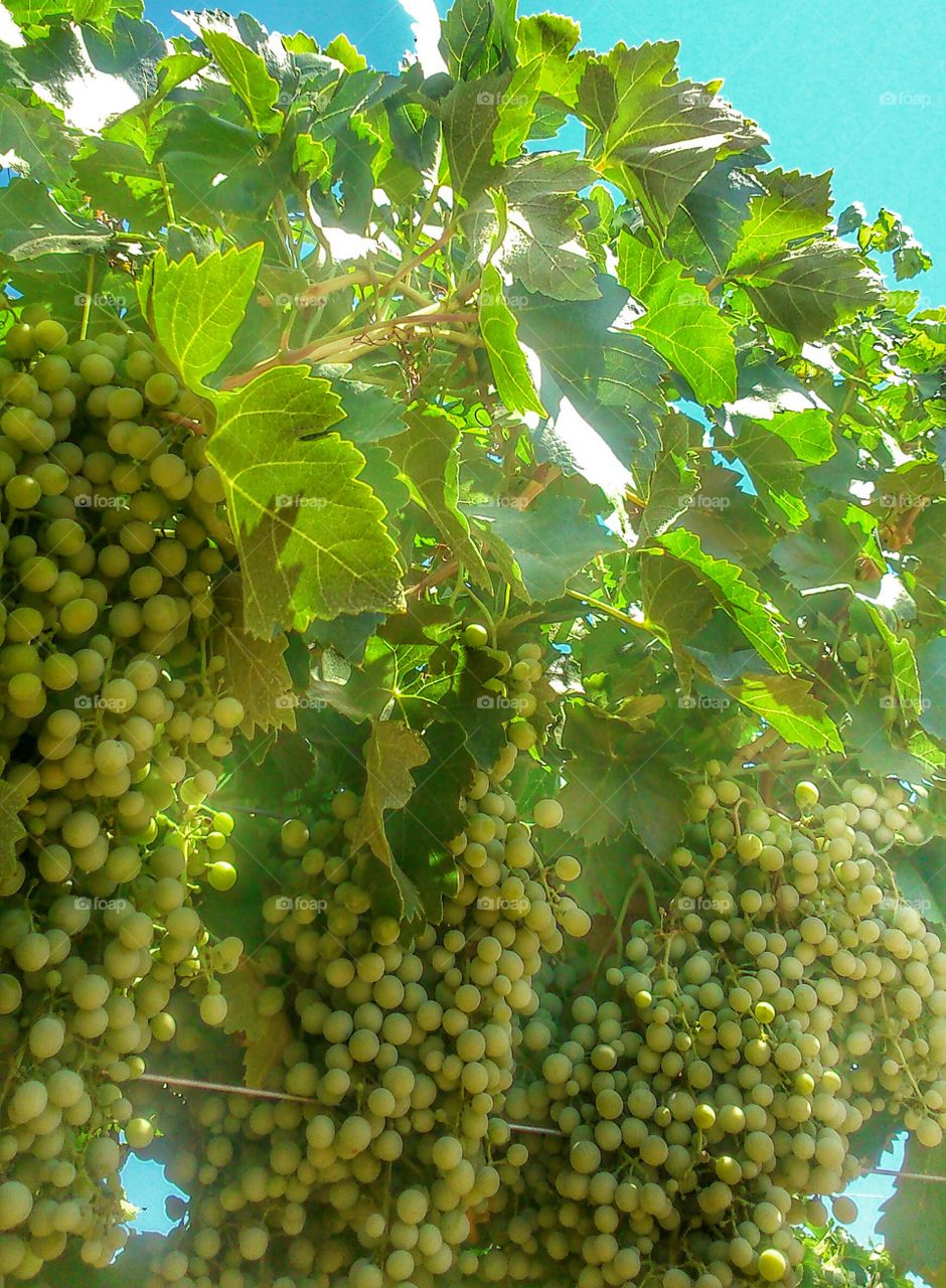 Ripen. Vineyard, Campo de Criptana, La Mancha, Spain