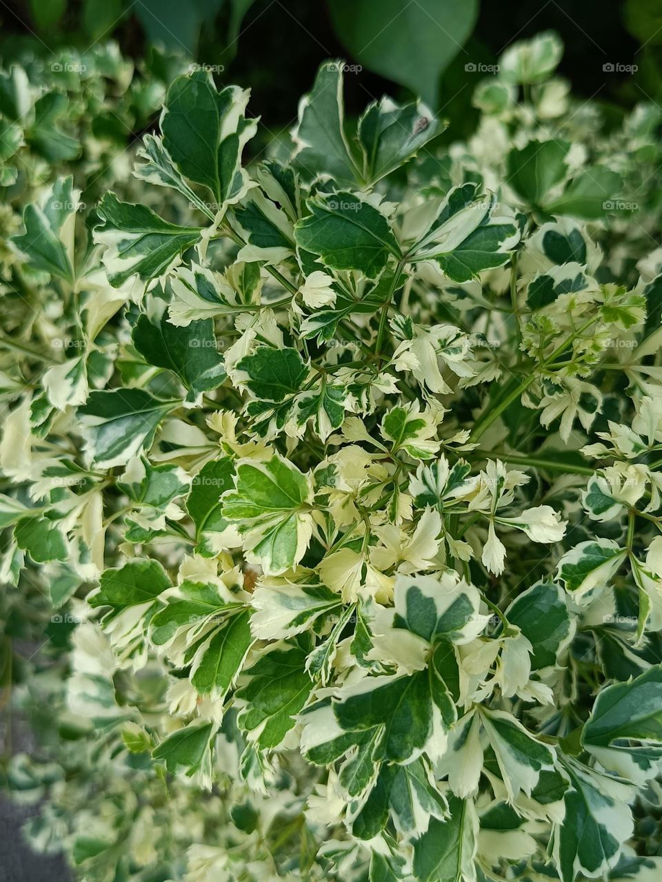 Variegated Ming Aralia