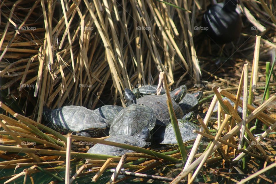 Turtles on the Warm Straw