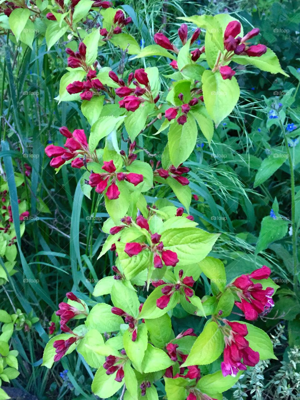 Flower and vine 