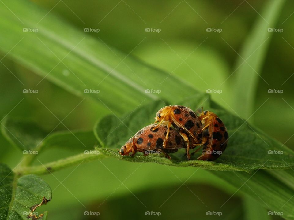 some unique behavior of Ladybug