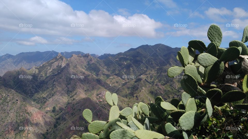 cactus Mountain view