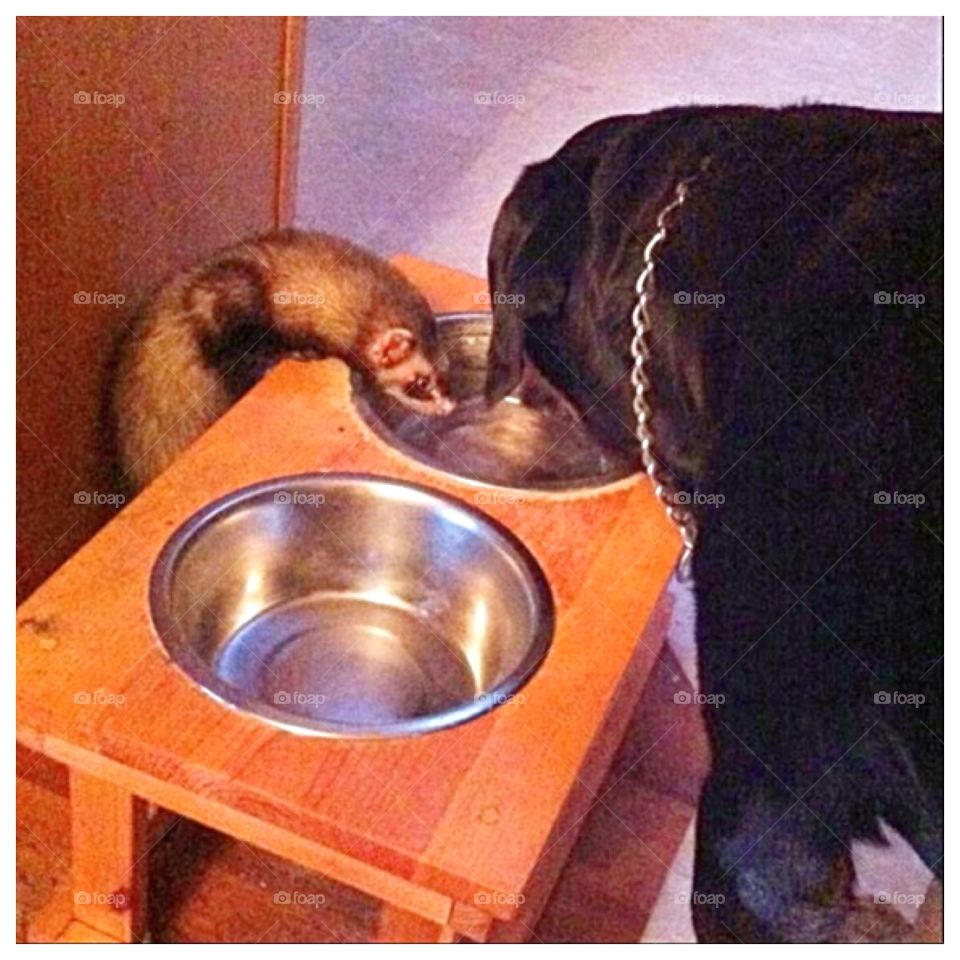 Cutest pets in the world. Ferret and Rottweiler drinking out of same water dish 