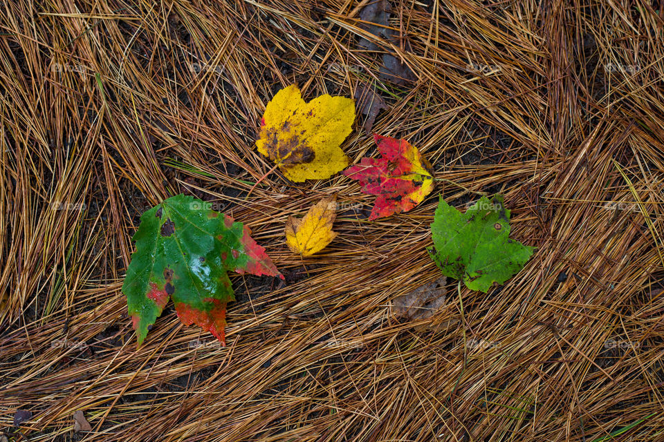Four fallen maple leaves of various colors yellow, green and red, lying on dark brown ground with pine needles. Close up of rain drops on autumn leaves. Top view. Flat lay. Mine Falls Park, Nashua, NH, USA. Rainy weather. New England foliage