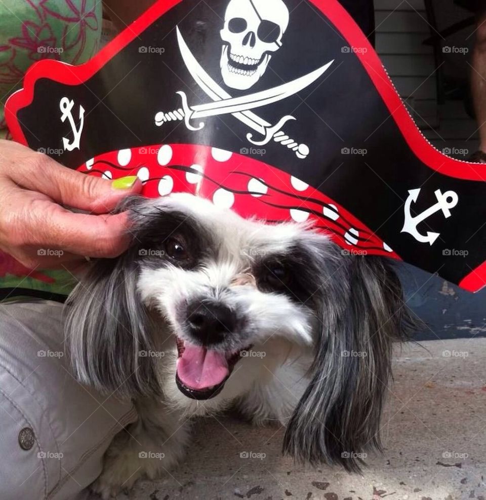 Pirate Pup