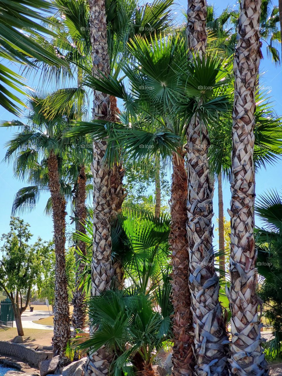 Grove of Palm Trees