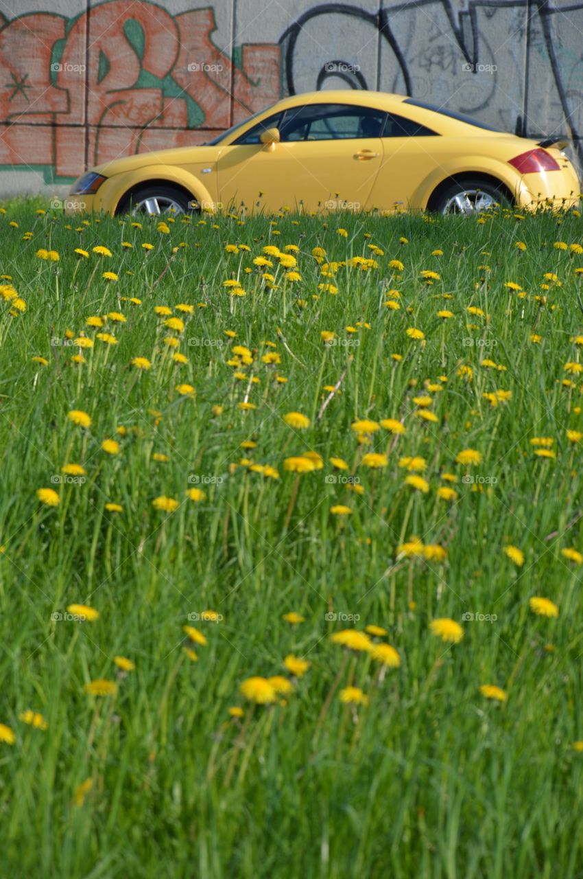 yellow flowers and car