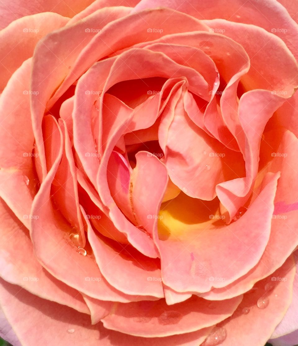 Inside of orange flower with raindrops
