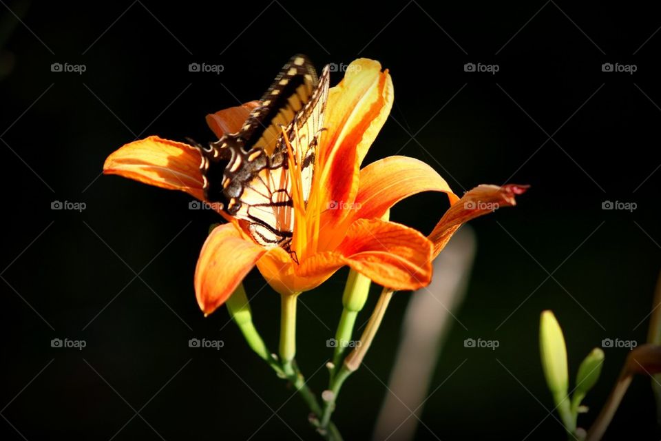Butterfly Lilly 